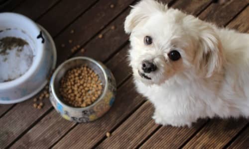 What is the best dog food for toy poodles